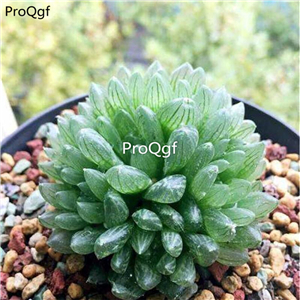 39usd Prodgf 2Pcs A Set many head haworthia plant