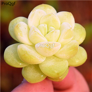 19usd Prodgf 3Pcs A Set echeveria guodongse bingyu plant