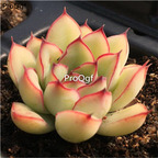 39usd Prodgf 3Pcs A Set echeveria cixi plant