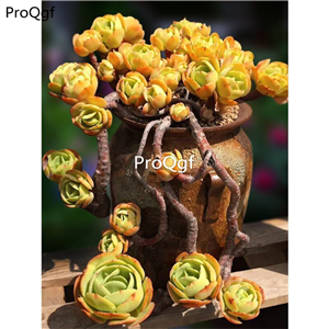 29usd Prodgf 1Pcs A Set echeveria jidan bitao cluster plant