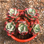 39usd Prodgf 1Pcs A Set echeveria raindrop cluster plant