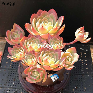 29usd Prodgf 1Pcs A Set echeveria sichou miansha cluster plant