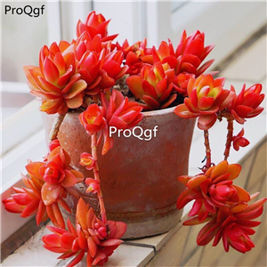 39usd Prodgf 1Pcs A Set echeveria huoji cluster plant