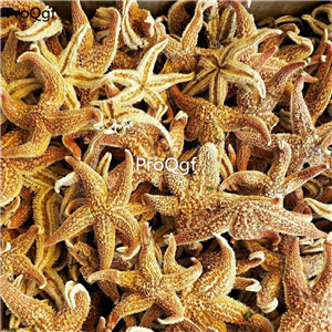 19usd Prodgf 300Gram A Set  dry star fish