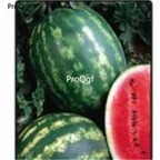 19usd Prodgf 1000Pcs A Set CRIMSON SWEET xigua seed