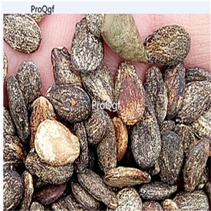 19usd Prodgf 1000Pcs A Set CRIMSON SWEET xigua seed