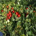 19usd Prodgf 6000Pcs A Set F1 Domates Tohumu tomato seed