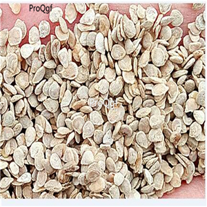 19usd Prodgf 6000Pcs A Set F1 Domates Tohumu tomato seed