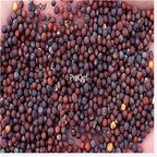 19usd Prodgf 8000Pcs A Set YEDİKULE-5701 cabbage seed