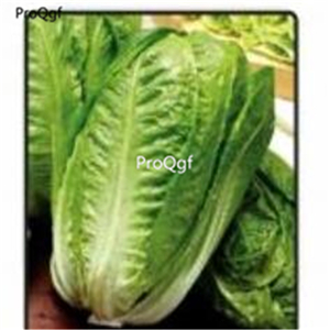 19usd Prodgf 8000Pcs A Set YEDİKULE-5701 cabbage seed