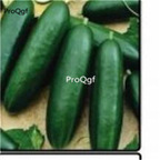 19usd Prodgf 3000Pcs A Set BEİTH ALPHA cucumber seed