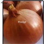 19usd Prodgf 8000Pcs A Set BEREKET onion seed