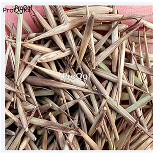 19usd 2000Pcs A Set Bambusa tuldoides Munro 19usd seed