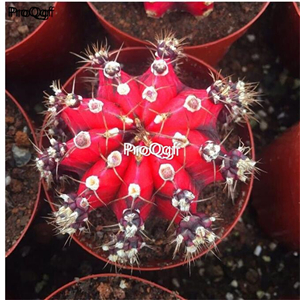 39usd plant Ngryise 3pcs A Set Gymnocalycium mihanovichii 39usd