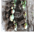 39usd Ngryise 30Pcs A Set Greenovia Plant 30usd