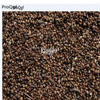 29usd Ngryise 500Pcs A Set Hedyotis diffusa seed