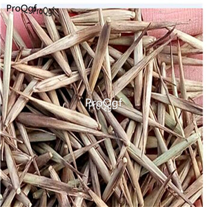 19usd Ngryise 1000Pcs A Set Indocalamus tessellatus 19usd seed