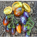 19usd Prodgf 9000Pcs A Set atomic grape tomato seed