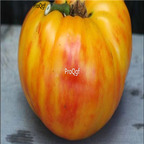 19usd Prodgf 9000Pcs A Set gold red stripe tomato seed