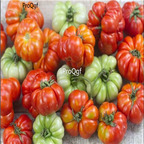 19usd Prodgf 9000Pcs A Set genovese tomato seed