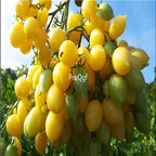 19usd Prodgf 9000Pcs A Set barry crazy cherry tomato seed