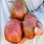 19usd Prodgf 9000Pcs A Set pink berkely tie-dye tomato seed
