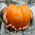 19usd Prodgf 9000Pcs A Set dr dyches yellow tomato seed