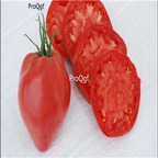19usd Prodgf 9000Pcs A Set hungarian heart tomato  seed