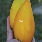 19usd Prodgf 9000Pcs A Set gold king tomato seed