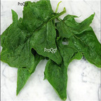 Prodgf 9000Pcs A Set galilee spinach seed