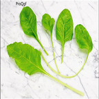 19usd Prodgf 9000Pcs A Set perpetuals spinach seed