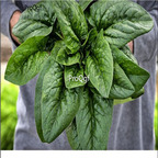 19usd Prodgf 9000Pcs A Set perpetuals spinach seed