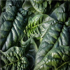 19usd Prodgf 9000Pcs A Set long standing spinach seed