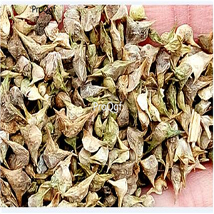 19usd Prodgf 9000Pcs A Set long standing spinach seed