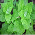 19usd Prodgf 9000Pcs A Set new zealand spinach seed