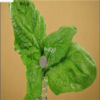 19usd Prodgf 9000Pcs A Set giant noble spinach seed