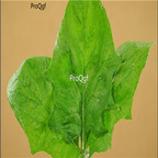19usd Prodgf 9000Pcs A Set viroflay spinach seed