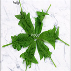 19usd Prodgf 9000Pcs A Set amsterdam spinach seed