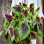 19usd Prodgf 9000Pcs A Set chinese multicolor spinach seed