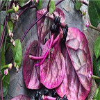 19usd Prodgf 9000Pcs A Set chinese red rare spinach seed