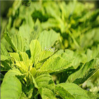 19usd Prodgf 30000Pcs A Set green rare amaranth seed