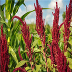 19usd Prodgf 30000Pcs A Set opopeo amaranth seed