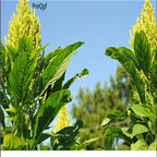 19usd Prodgf 30000Pcs A Set aurelia verde amaranth seed