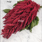 19usd Prodgf 30000Pcs A Set elena rojo amaranth seed