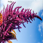 19usd Prodgf 30000Pcs A Set elena rojo amaranth seed