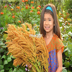 19usd Prodgf 30000Pcs A Set gold giant amaranth seed