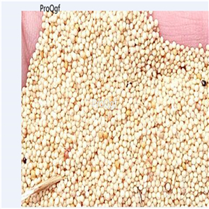19usd Prodgf 30000Pcs A Set gold giant amaranth seed