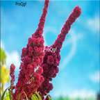 19usd Prodgf 30000Pcs A Set elephant head amaranth seed