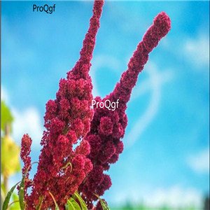 19usd Prodgf 30000Pcs A Set elephant head amaranth seed