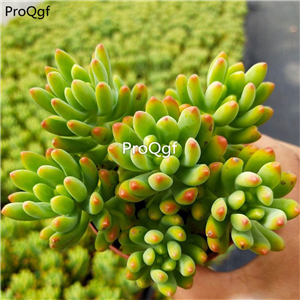 19usd Ngryise 2Pcs A Set baqiandai cluster
